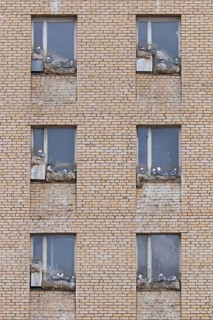 Black-legged kittiwakes