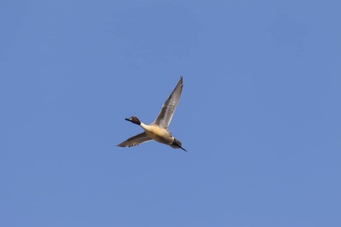 Northern pintail