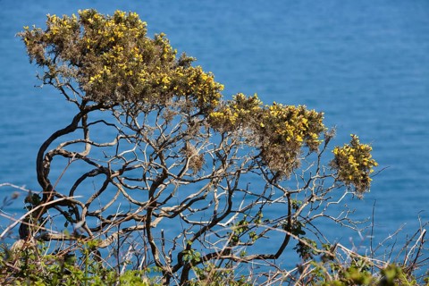 Common gorse