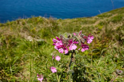 Red campion