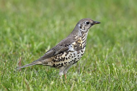 Mistle thrush
