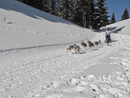Double team with 8 dogs at a sled dog race
