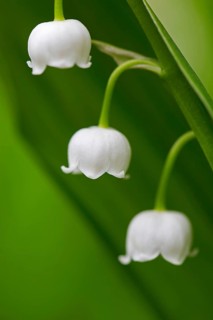Lily of the valley