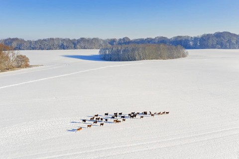 European mouflons
