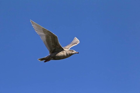 Glaucous gull