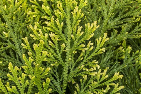 Pale spikemoss