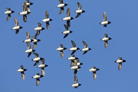 Little auks
