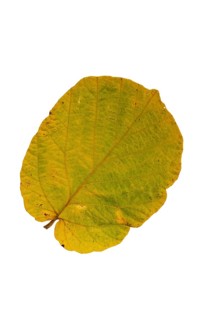Witchhazel