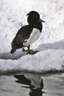 Tufted Duck