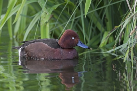 Ferruginous duck