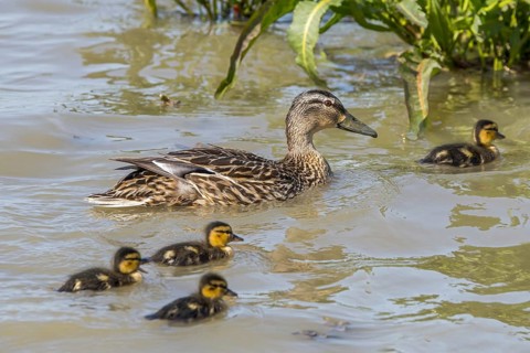 Garganey