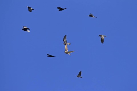 Northern goshawk