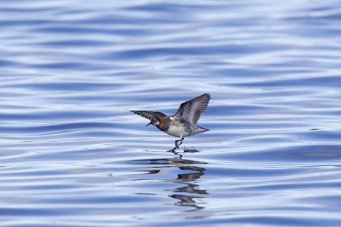 Red-necked phalarope