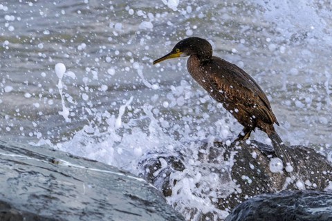 Wave crashing over European shag