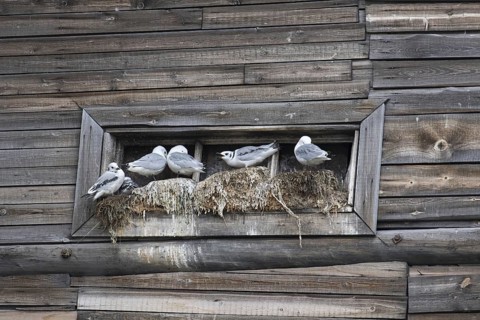 Black-legged kittiwakes
