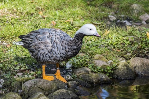 Emperor goose