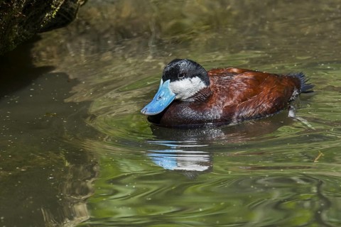 Ruddy duck