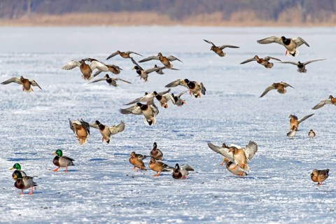 Flock of mallards