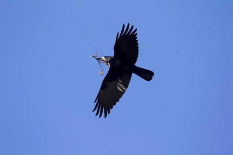 Rook