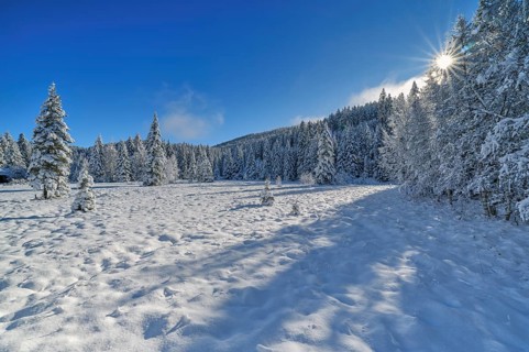 Snow-covered trees with sun star