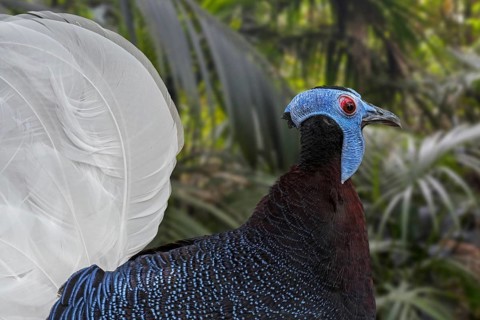 Bulwer's pheasant