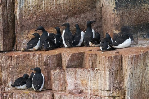 Thick-billed murres