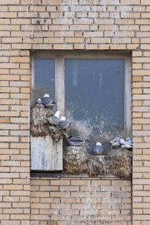 Black-legged kittiwakes