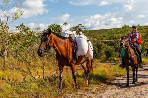Belandeens horse and horse with rider