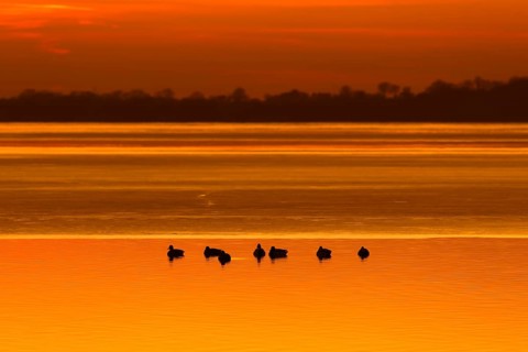 Silhouette of mallards