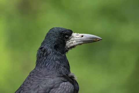 Rook