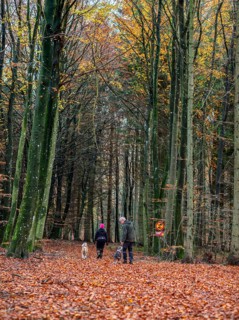 A couple with dogs walks on a forest path in autumn in Fyledalen