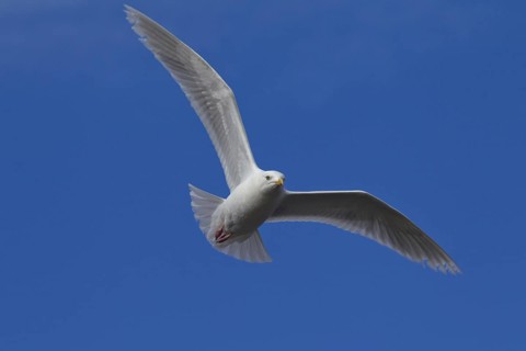 Glaucous gull
