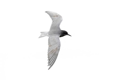 Black tern