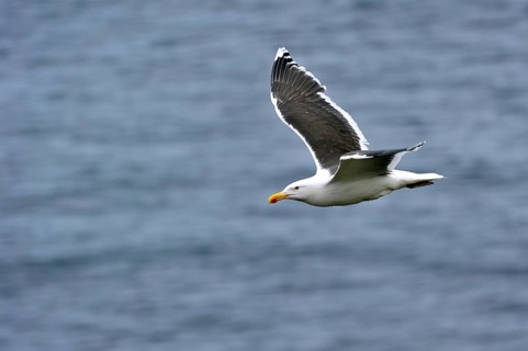 Greater Black-backed Gull