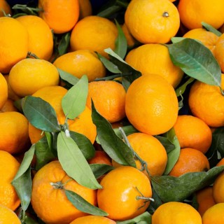 Top view arrangement with tangerines