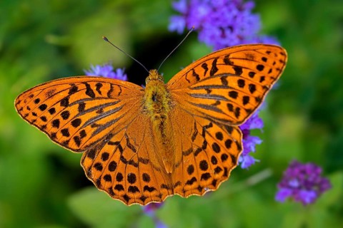 Silver-washed fritillary