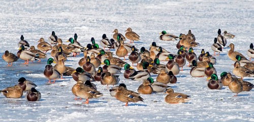 Flock of mallards