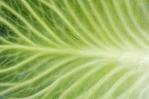 White cabbage