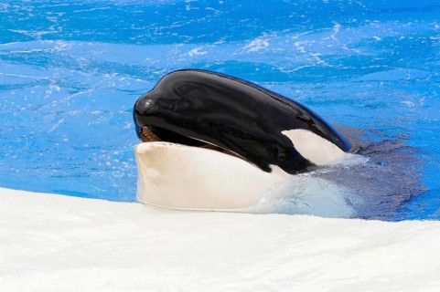 Dressed killer whale