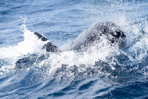 Orca