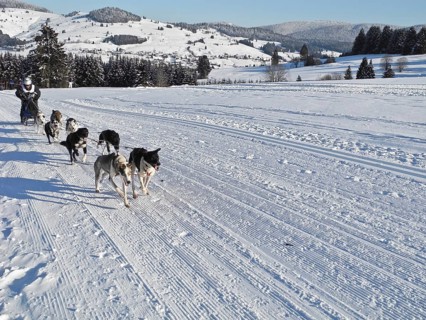 Double team with 8 dogs at a sled dog race
