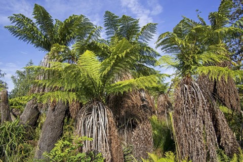Soft tree ferns