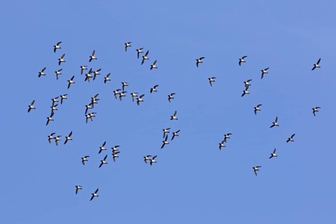 Little auks