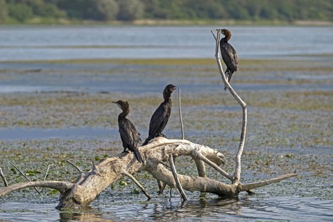 Pygmy cormorants