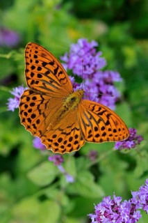 Silver-washed fritillary