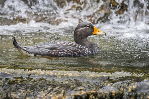 Fuegian steamer duck