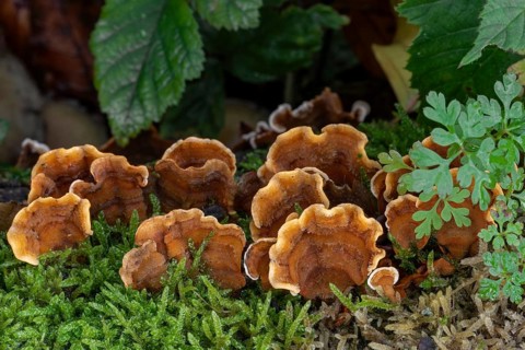 False turkey tail