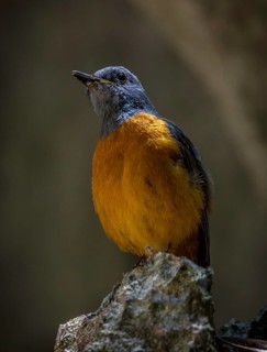 Madagascar Rock Thrush