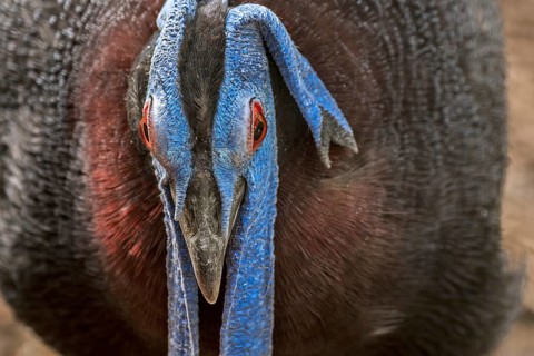 Bulwer's pheasant