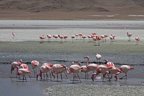 James's Flamingos